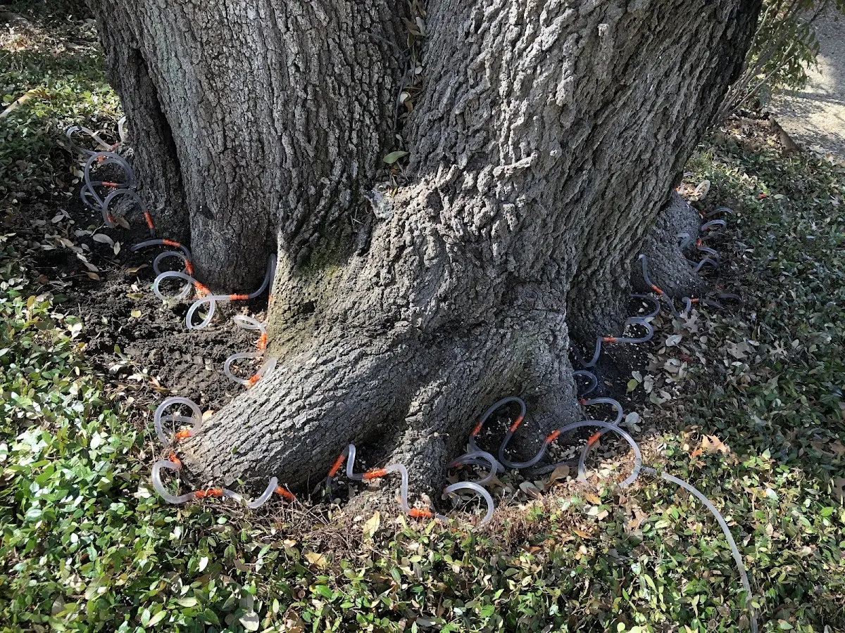 Detailed Tree Cabling and Bracing job site in Wagram