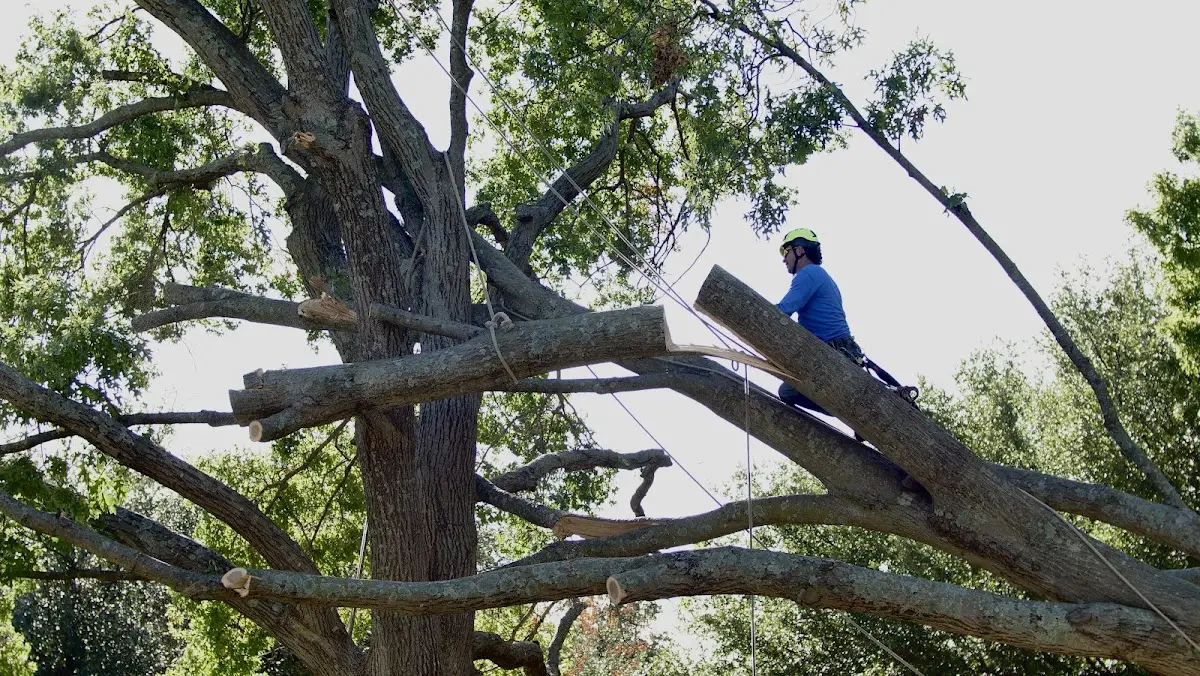 Professional Hazardous Tree Removal performed by certified arborists in Wagram